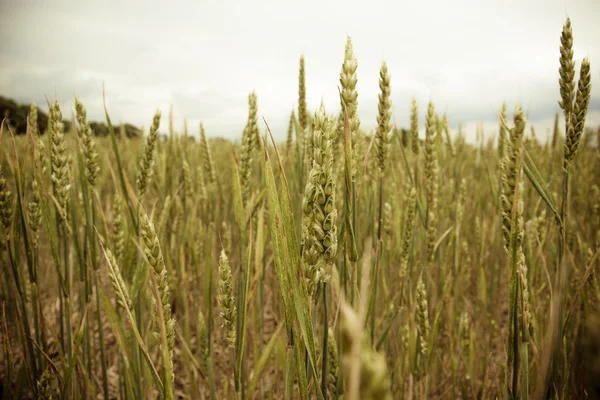 Wheat grain ready for harvest growing in farm field