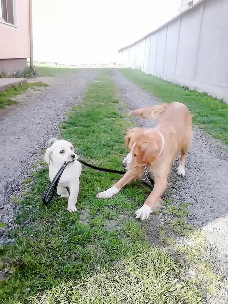 Two puppy dogs walking each other on the leash