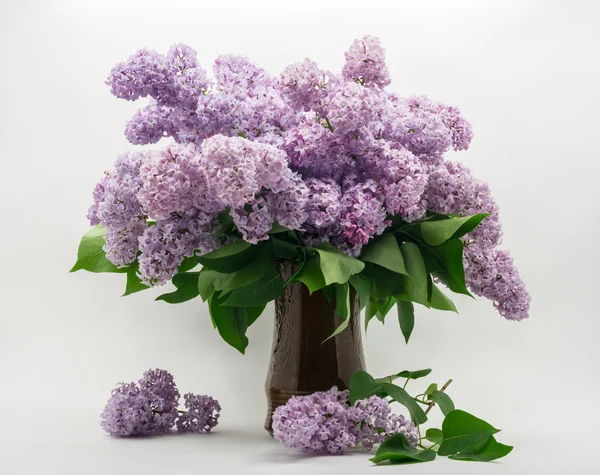Bouquet of lilac on a white background.
