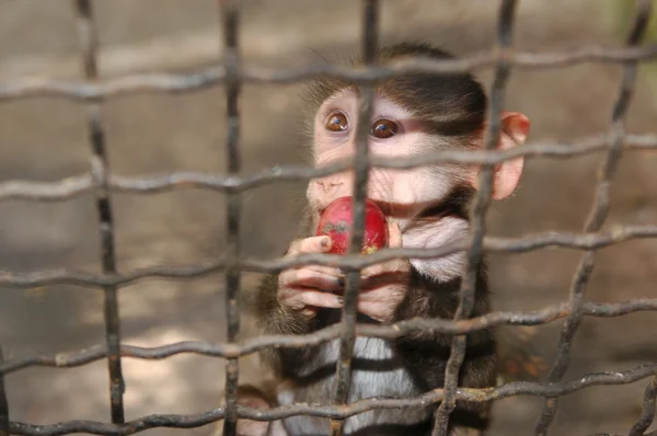 Sad monkey with apple