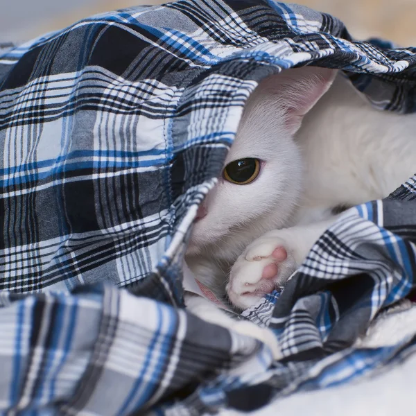 Cat hiding in clothes