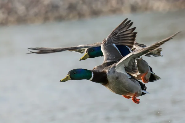 Ducks flying over a lake