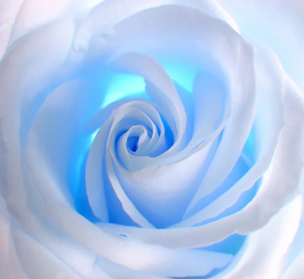Soft white & blue rose