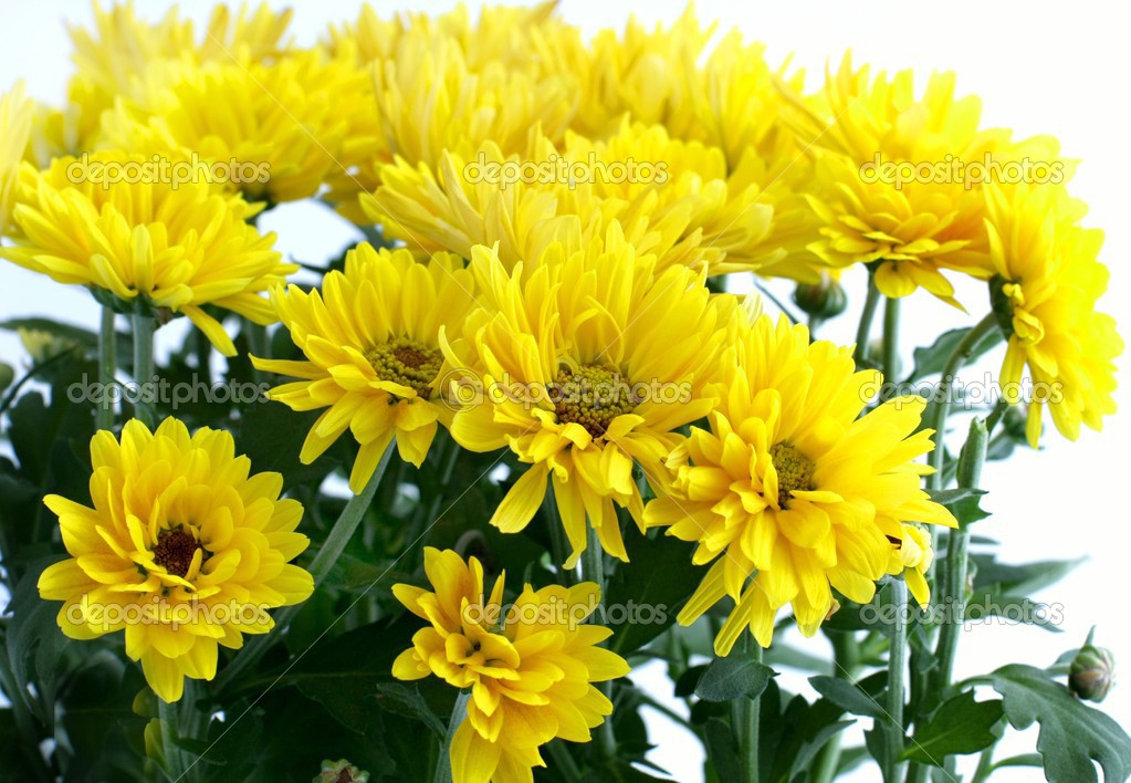 Chrysanthemum Meaning of Flower Flowers Yellow Chrysanthemum
