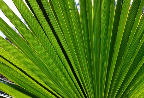 Palm tree close-up