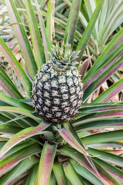 Pineapple fruit farm.