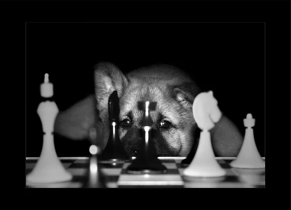 The dog thought about a game of chess.