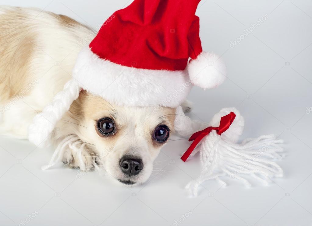 Chien Chihuahua portant bonnet de noel avec des nattes — Photographie