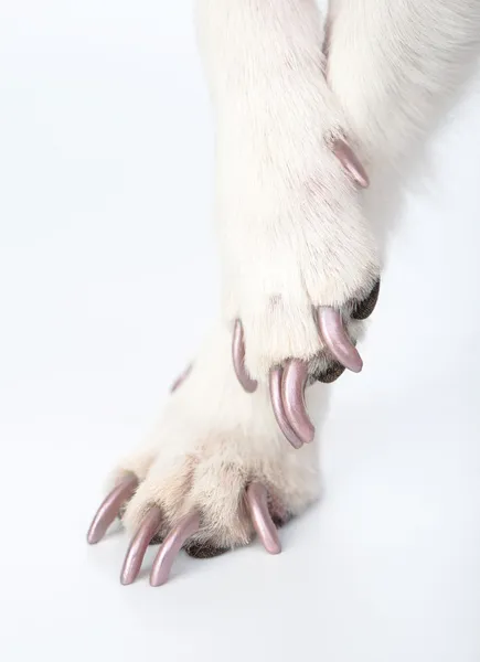 Dog paws with manicure
