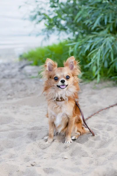 Happy chihuahua dog sitting on beach sand