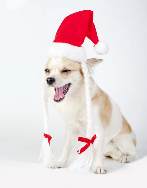 Happy laughing Chihuahua dog with Santa hat
