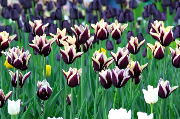 Unusual dark purple and black tulips