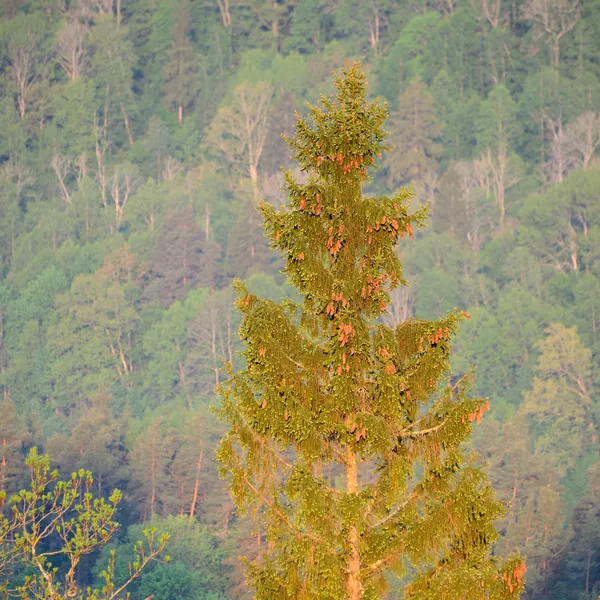 Pine tree in Gauja river valley in spring in Sigulda, Latvia