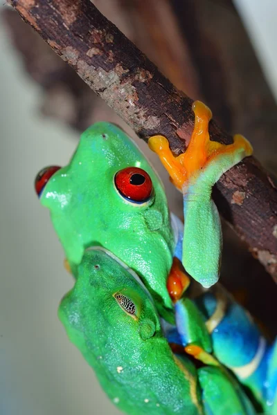 Red-eye tree frog Agalychnis callidryas mating