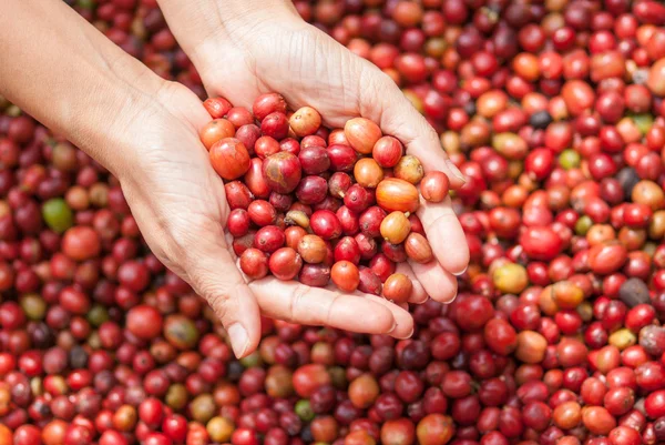 Red berries coffee beans on agriculturist hand