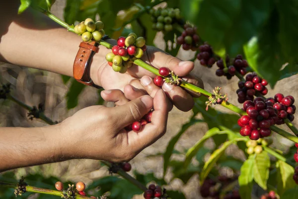 Coffee tree with ripe berries