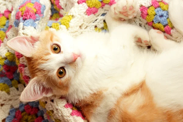 Kitten with big eyes lies in its box