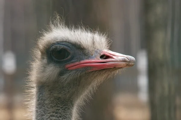 Close-up of an ostrich head in profile