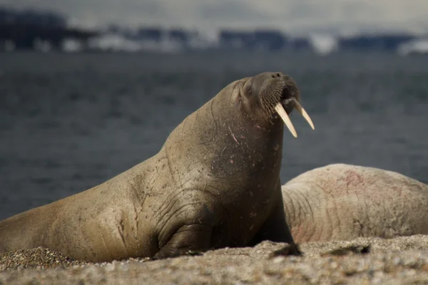 Walrus rising up on flippers on beach