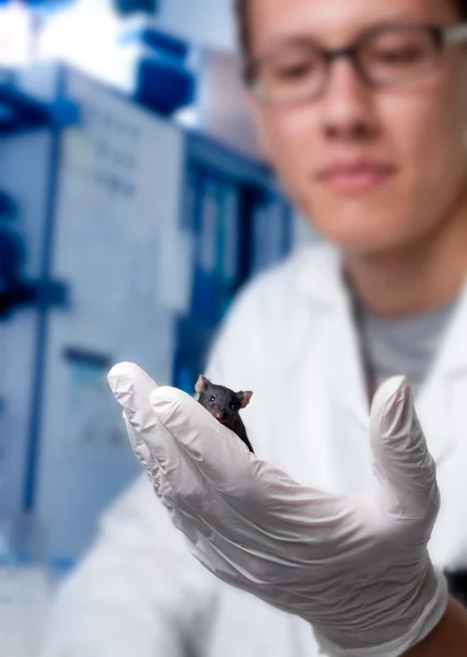 Gloved hand holds laboratory mouse