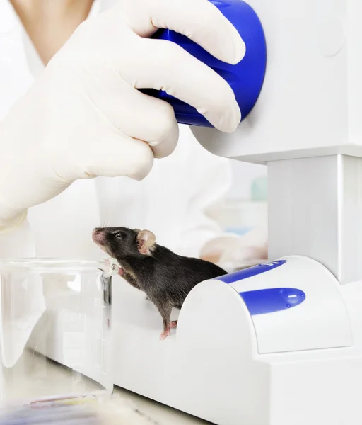 Laboratory mouse tries to escape