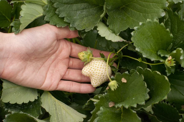 Hand pick white strawberry