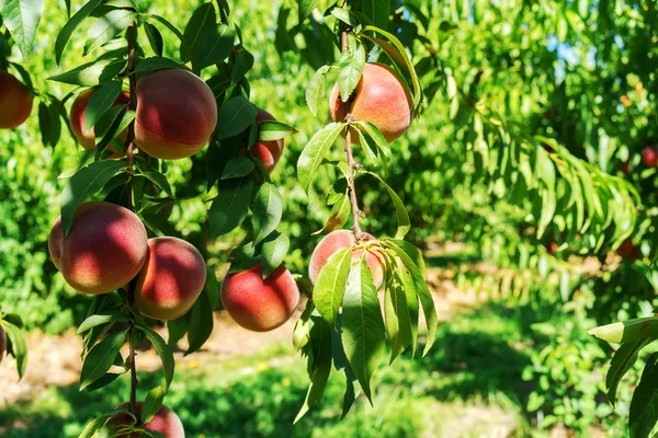 Sweet peach fruits growing on a peach tree branch