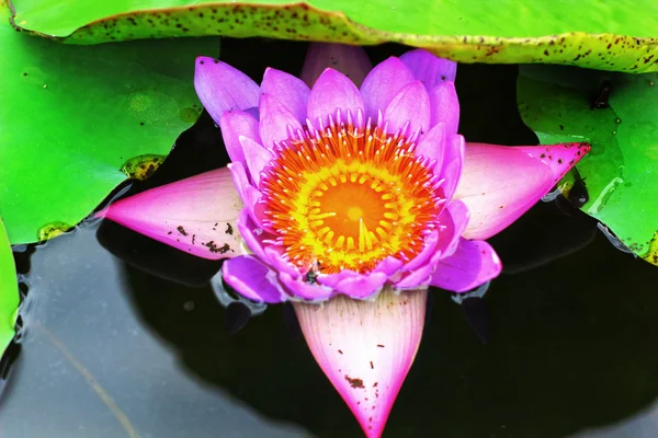 Lotus flower - purple flower