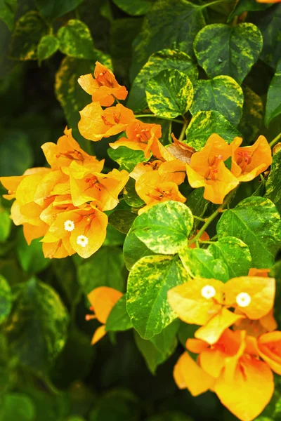 Bugainvillea flowers -Orange flowers