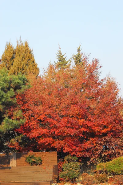 Ginkgo leaves change color autumn in Korea.