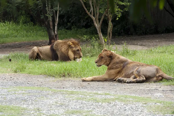 Lion eating raw chicken