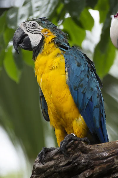 Closed Up yellow and blue Macaw