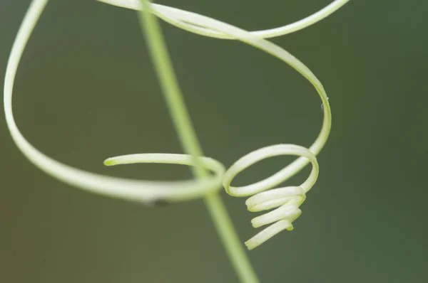 Trepador plant\'s tendril