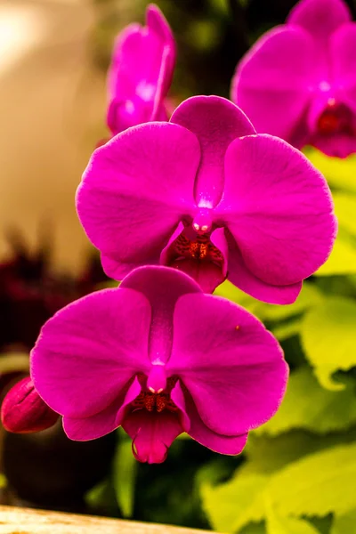 Tropical Orchid Flower Blossoms