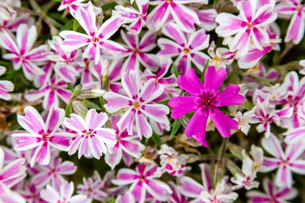 Blooming Pink and White Phlox Flowers