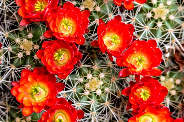 Blooming barrel cactus with red blooms