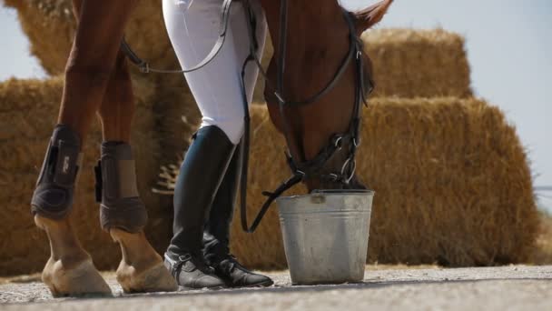 ложадь пьёт из ведра