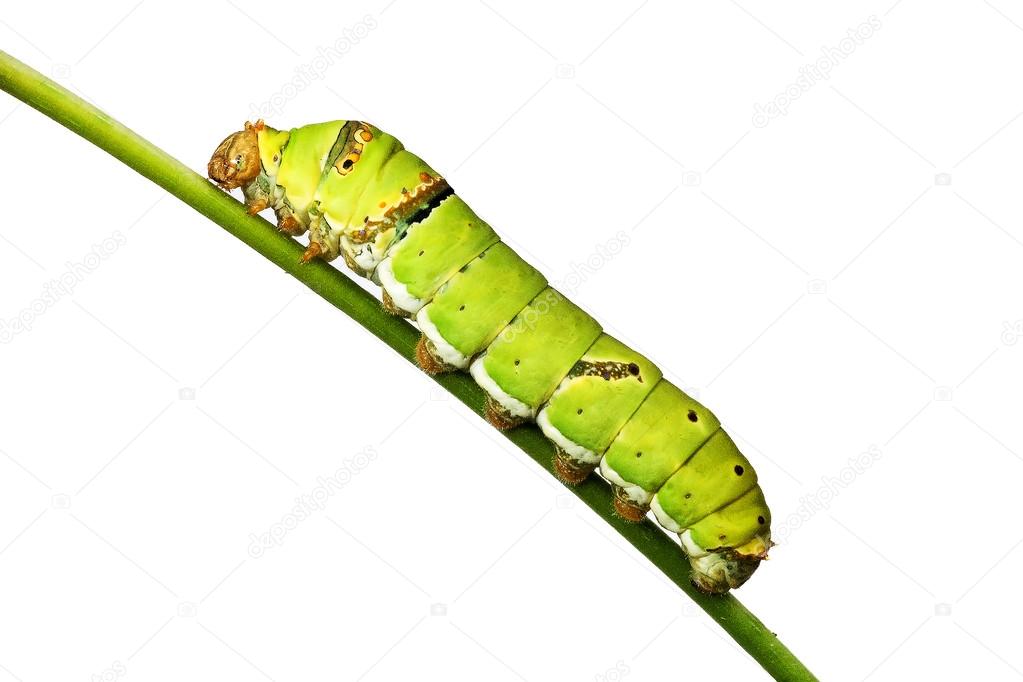 Worm Butterfly — Stock Photo 38876189