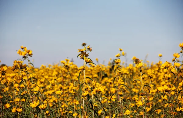 Field of Bur-Marigolds