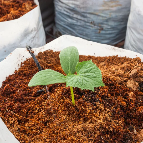 Green cucumber plant sowing on coco peat