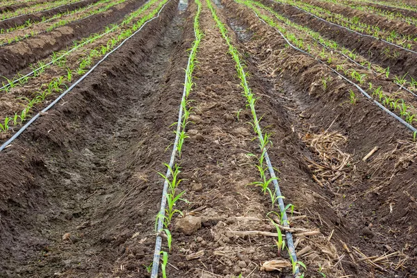 Corn field growing with drip irrigation system.