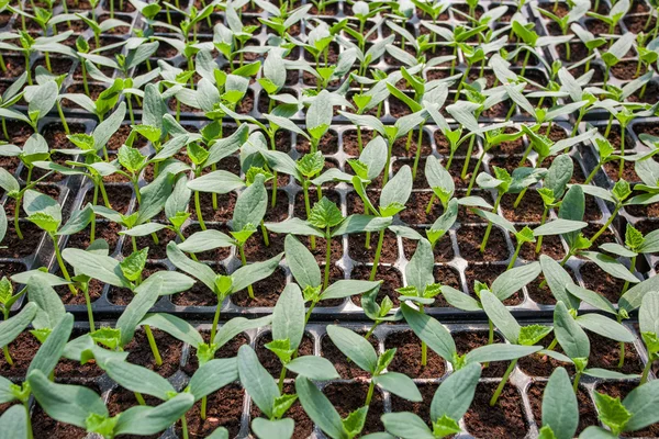Young seedlings of cucumbers in tray.