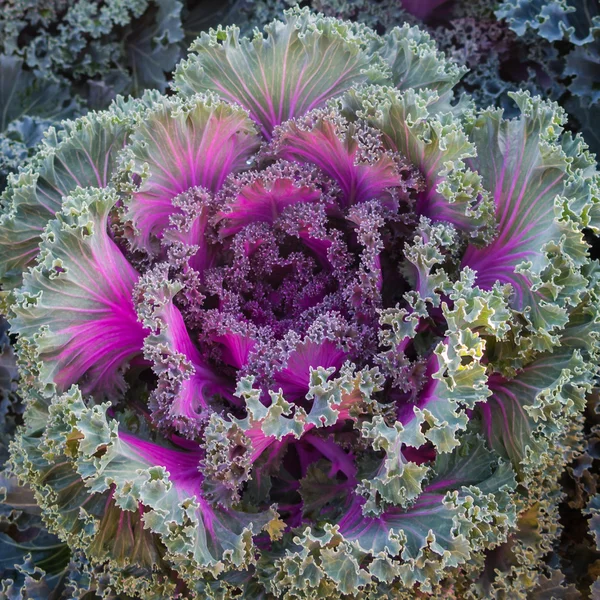 Ornamental cabbage and Purple cabbage crops at field