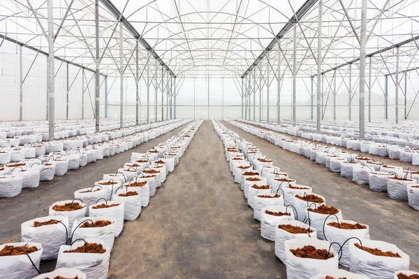 Preparation coco peat in greenhouse for cultivation vegetable