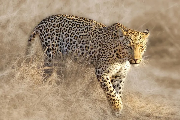 Wild african leopard
