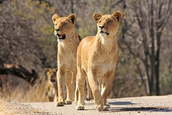 Wild african lions
