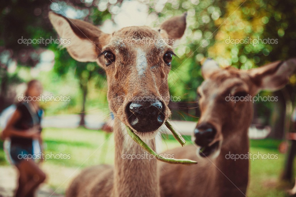 Thailand, Pattaya, zoo, animals, travel, heat, food, animal feed ... Thailand, Pattaya, zoo, animals, travel, heat, food, animal feed ...