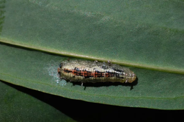 Hoverfly larva, aphids, hoverfly, insect, on leaf,