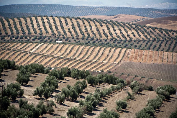 Ecological cultivation of olive trees in the province of Jaen