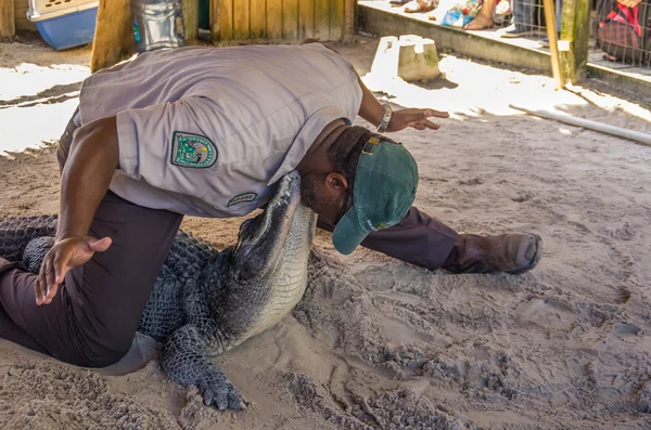 Alligator and stuntman at Everglades,Florida